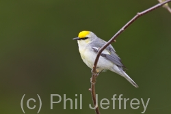 Brewster's Warbler (hybrid)