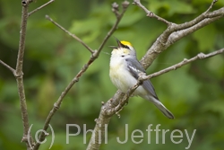 Brewster's Warbler (hybrid)