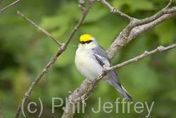 Brewster's Warbler (hybrid)