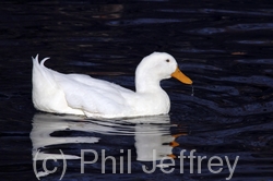 hybrid-Ducks