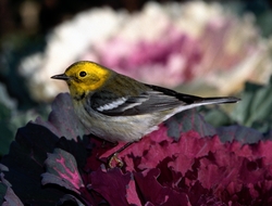 Townsend's x Hermit Warbler (hybrid)