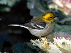 Townsend's x Hermit Warbler (hybrid)