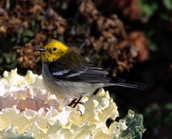 Townsend's x Hermit Warbler (hybrid)