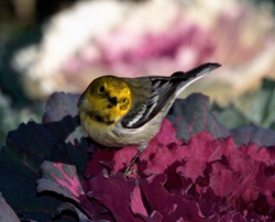 Townsend's x Hermit Warbler (hybrid)