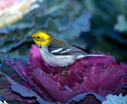 Townsend's x Hermit Warbler (hybrid)