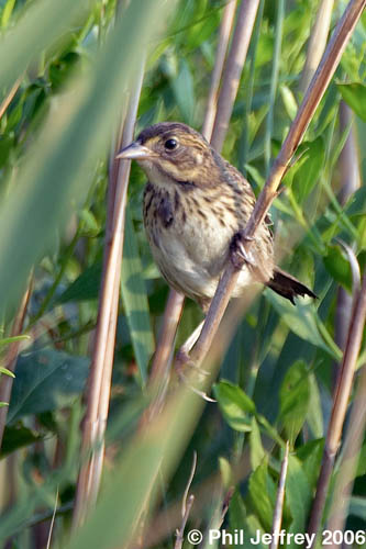 Seaside Sparrow