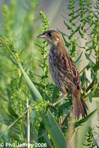 Seaside Sparrow