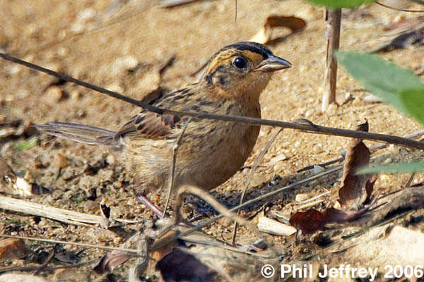 Saltmarsh Sharp-tailed Sparrow