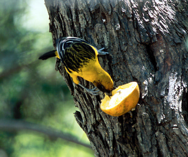 probable Audubon's Oriole X Hooded Oriole hybrid