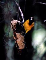 probable Audubon's X Hooded Oriole hybrid