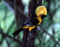 probable Audubon's X Hooded Oriole hybrid
