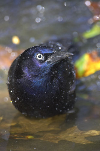 Common Grackle