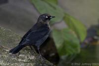 Rusty Blackbird