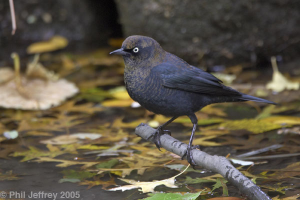 Rusty Blackbird