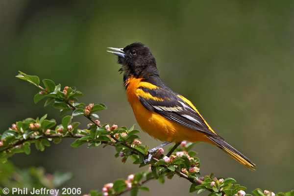 Baltimore Oriole