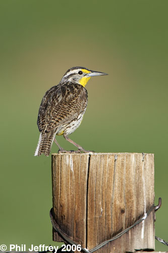 Western Meadowlark