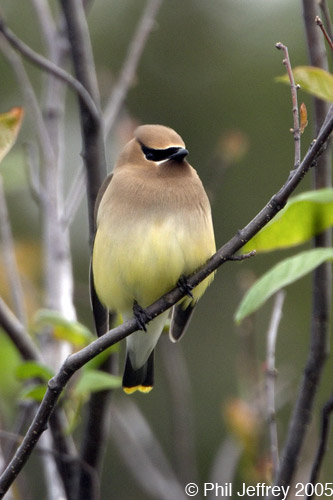 Cedar Waxwing