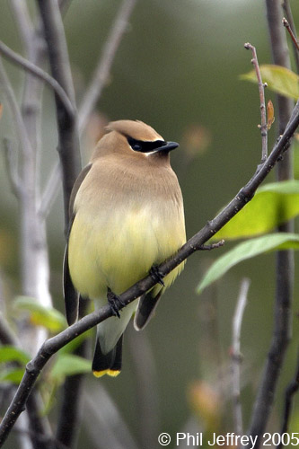 Cedar Waxwing