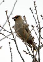 Bohemian Waxwing