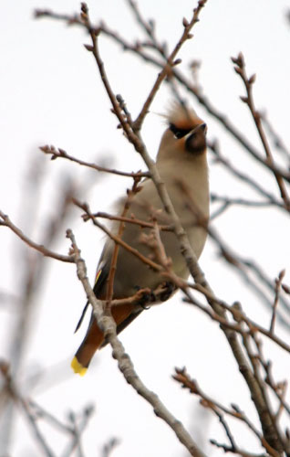 Bohemian Waxwing