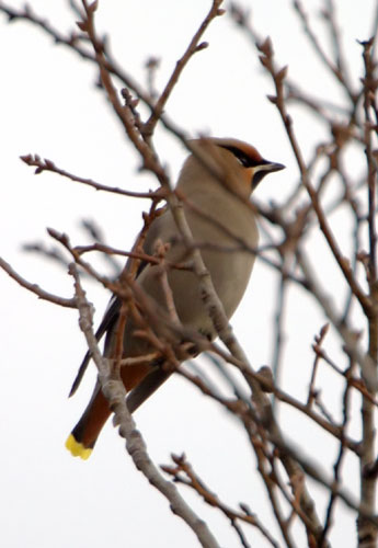 Bohemian Waxwing