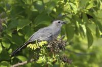 Gray Catbird (GRCA-001)