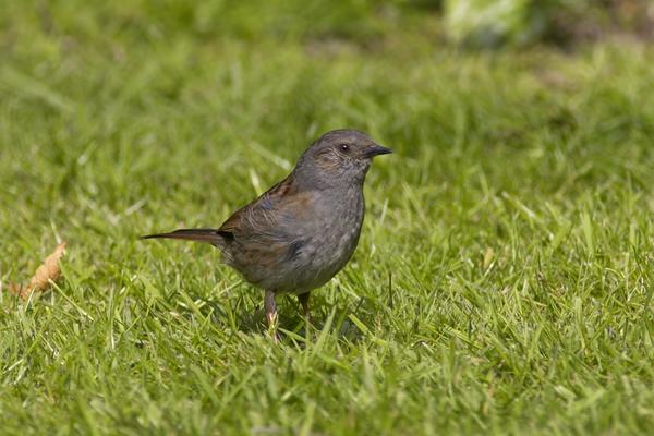 Dunnock (DUNN-001)