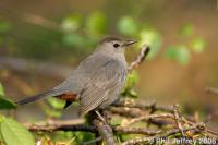 Gray Catbird