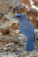 Mexican Jay