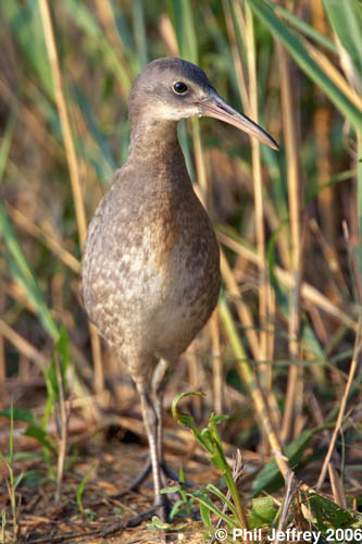Clapper Rail