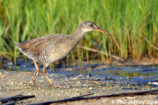 Clapper Rail