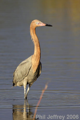 Reddish Egret