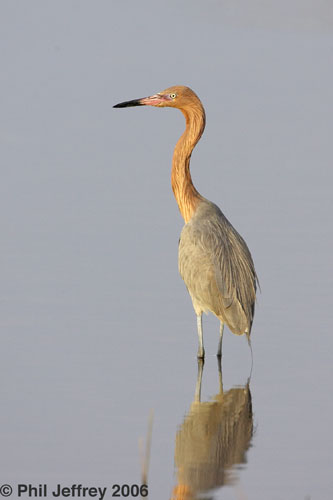 Reddish Egret