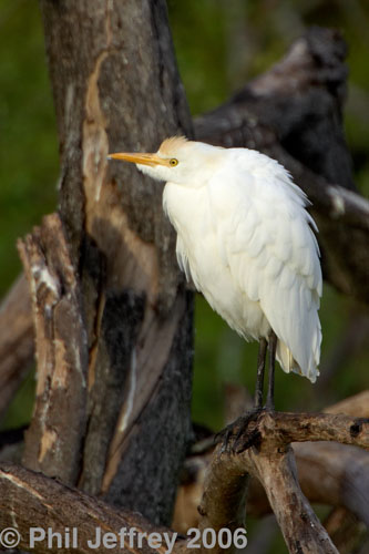 Cattle Egret