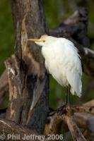 Cattle Egret