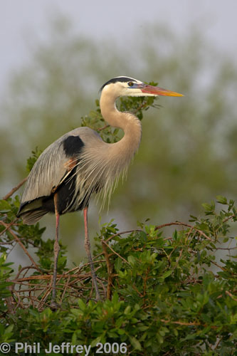 Great Blue Heron