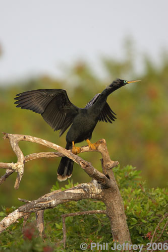 Anhinga