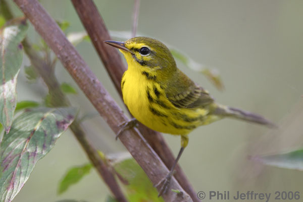 Prairie Warbler