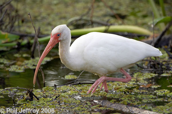 White Ibis