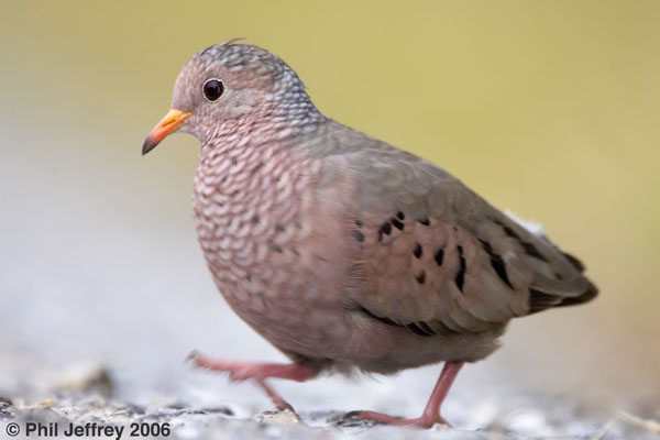 Common Ground-Dove