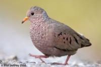 Common Ground-Dove