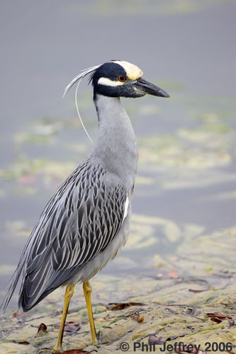 Yellow-crowned Night-Heron