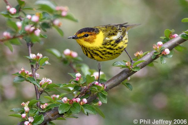 Cape May Warbler