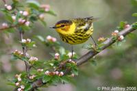 Cape May Warbler