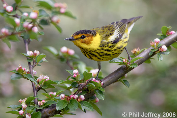 Cape May Warbler