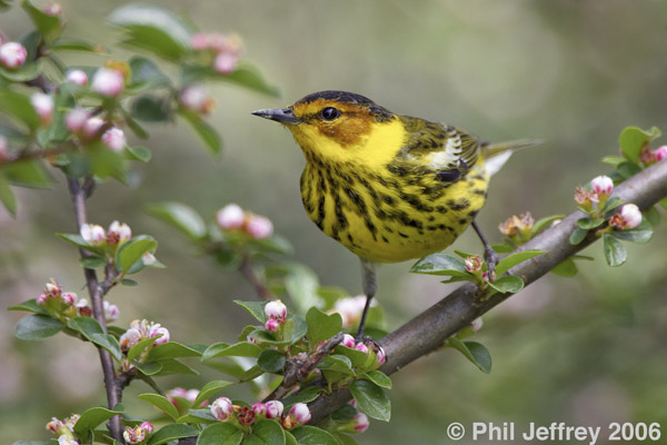 Cape May Warbler