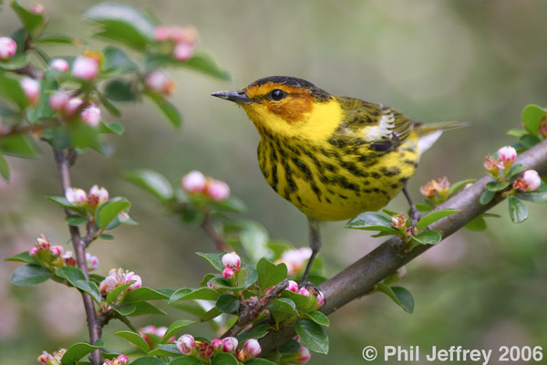 Cape May Warbler