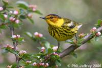 Cape May Warbler