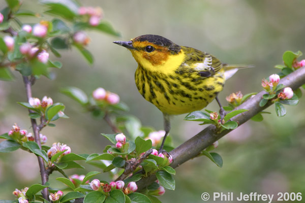 Cape May Warbler