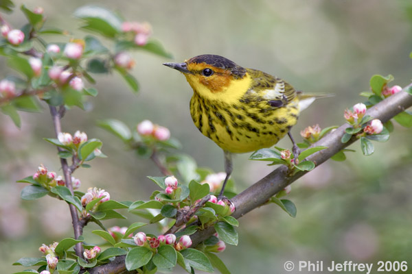 Cape May Warbler
